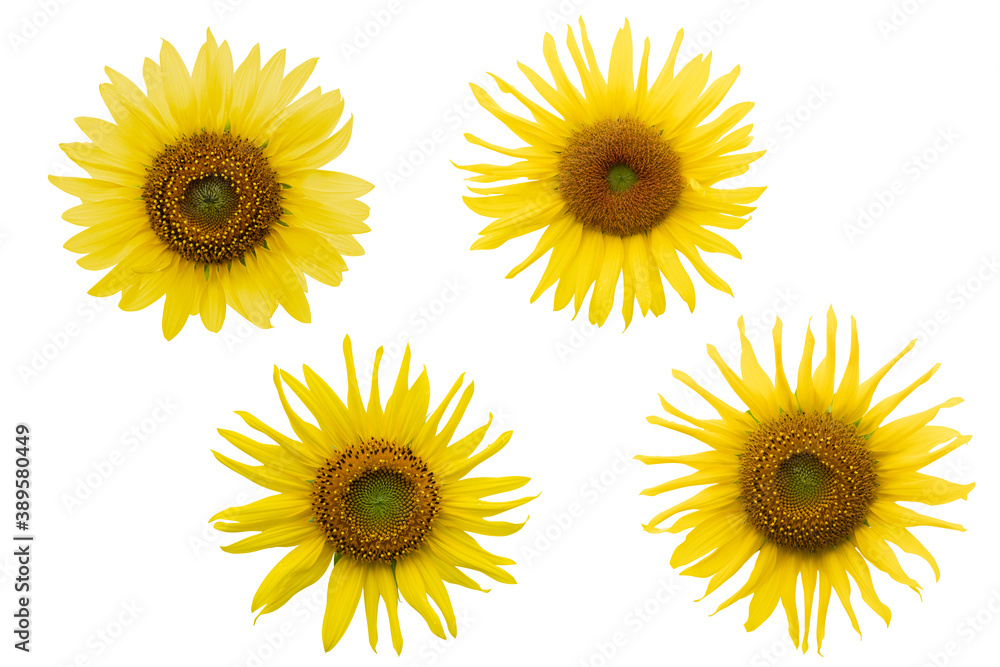 Yellow Sunflower on white background. Photo with clipping path. Yellow Sunflower on white background. Photo with clipping path.