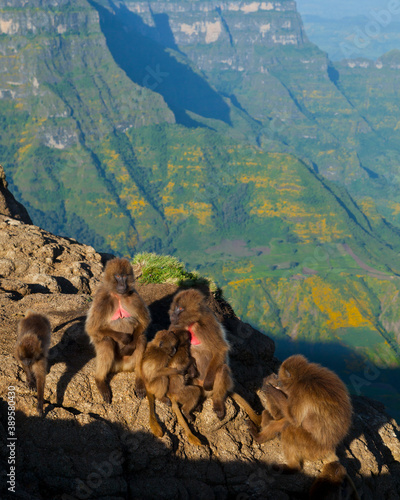 BABUINO GELADA -  Gelada Baboon  Theropithecus gelada   Parque Nacional Monta  as Simien  Etiopia  Africa