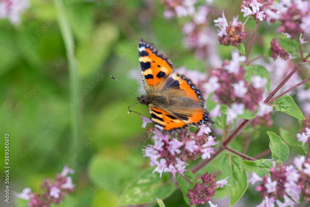 Purple flowers of origanum vulgare or common oregano, wild marjoram. Sunny day Purple flowers of origanum vulgare or common oregano, wild marjoram. Sunny day