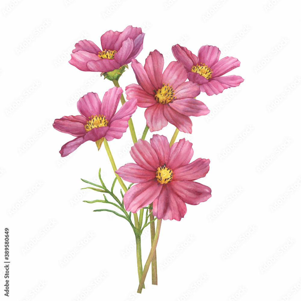 Bouquet with pink flower of cosmea (Cosmos bipinnatus, Mexican aster, garden cosmos). Watercolor hand drawn painting illustration isolated on white background.