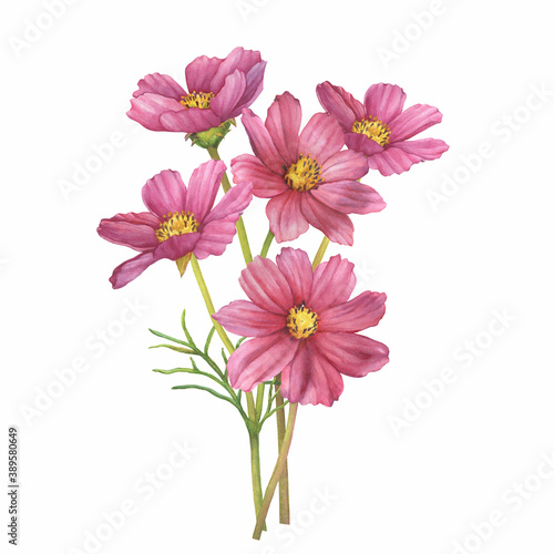 Bouquet with pink flower of cosmea (Cosmos bipinnatus, Mexican aster, garden cosmos). Watercolor hand drawn painting illustration isolated on white background. © arxichtu4ki