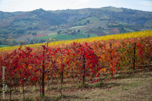 vines in autumn lambrusco grasparossa castelvetro photo