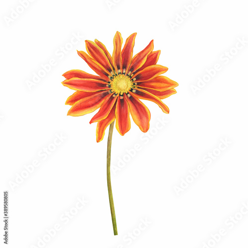 A close up orange and yellow variety of gazania flower  Gazania rigens  Tiger Stripes  south african daisy or Treasure flower . Watercolor hand drawn painting illustration isolated on white background