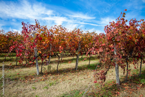 Fotografie vines in autumn lambrusco grasparossa castelvetro