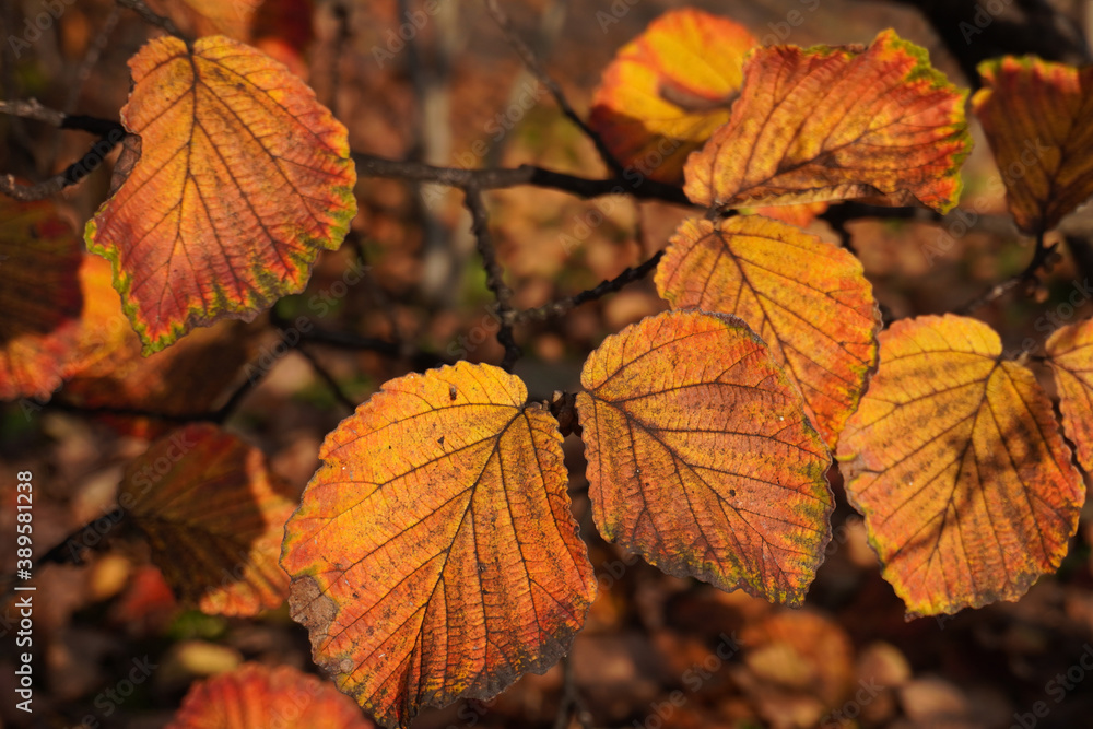 beautiful various colors of autumn leaves in a park beautiful various colors of autumn leaves in a park
