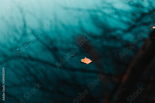 Moody nature photography of fallen leaf on dark water with reflections of autumn trees.