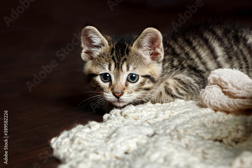 Εκτύπωση καμβά Cute Small Toyger kitten with tiger stripes in a dark studio closeup