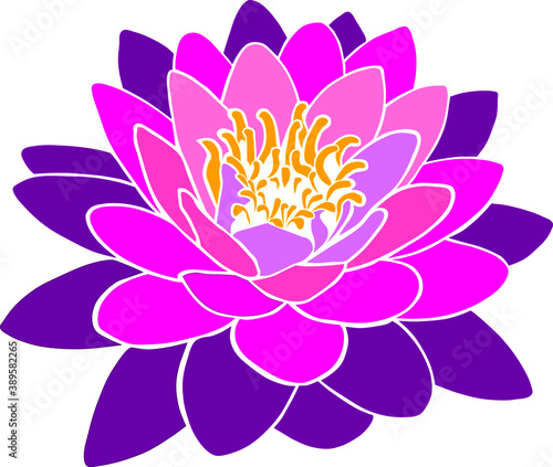 water lily flower vector illustration