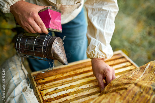 young diligent caucasian adult man beekeeper work with bee smoker in his apiary on bee farm, wearing whute uniform photo