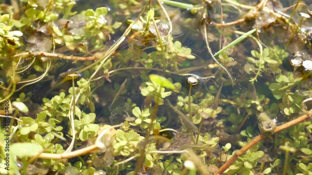 Many fishes, underwater life in pond, lake or shallow freshwater river. Biodiversity of aquatic ecosystem. Sunlit green leaves in fishpond. Many fishes, underwater life in pond, lake or shallow freshwater river. Biodiversity of aquatic ecosystem. Sunlit green leaves in fishpond.