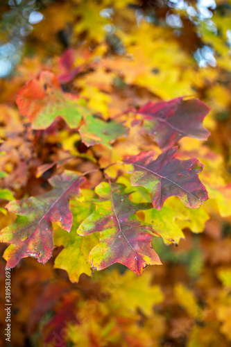 oak yellow and red leaves on a branch, natural background