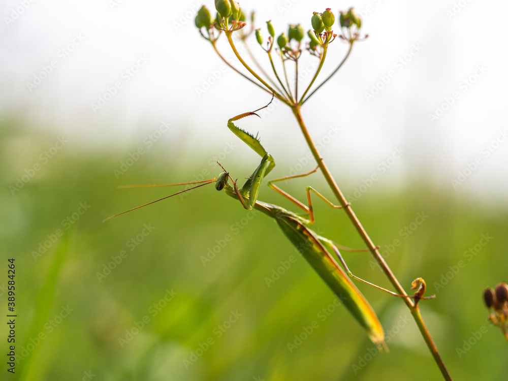 Praying mantis (Mantis religiosa) on plant Praying mantis (Mantis religiosa) on plant