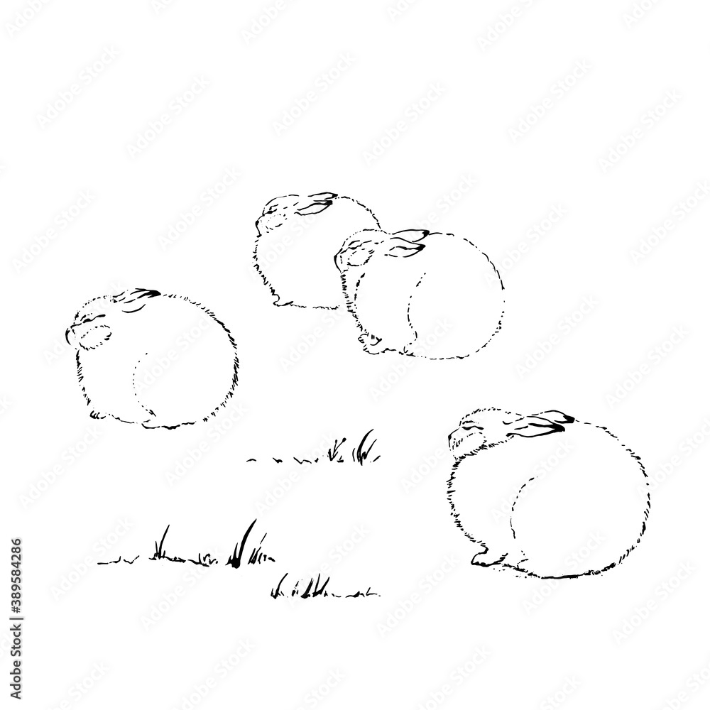 Four white hares in the winter with fluffy fur on a background of snow. Vector illustration Four white hares in the winter with fluffy fur on a background of snow. Vector illustration