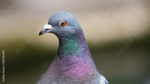 close up of a pigeon (Columbidae)