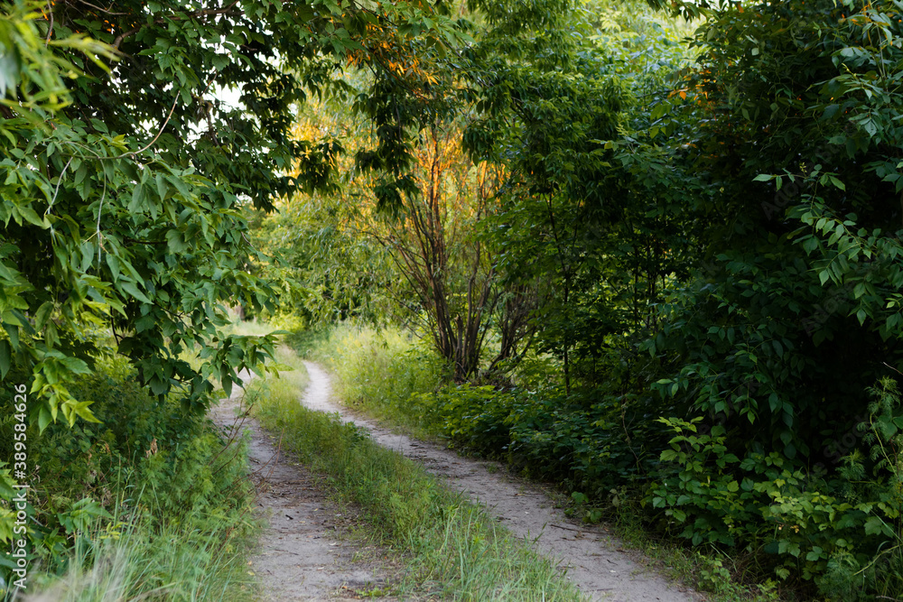 rocky narrow winding path in the forest rocky narrow winding path in the forest