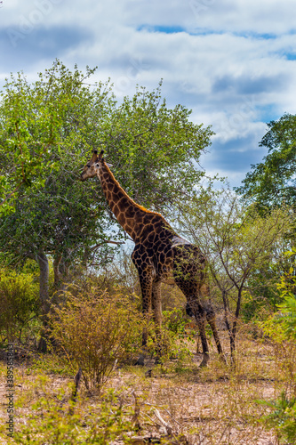 Giraffe graze in the bushes