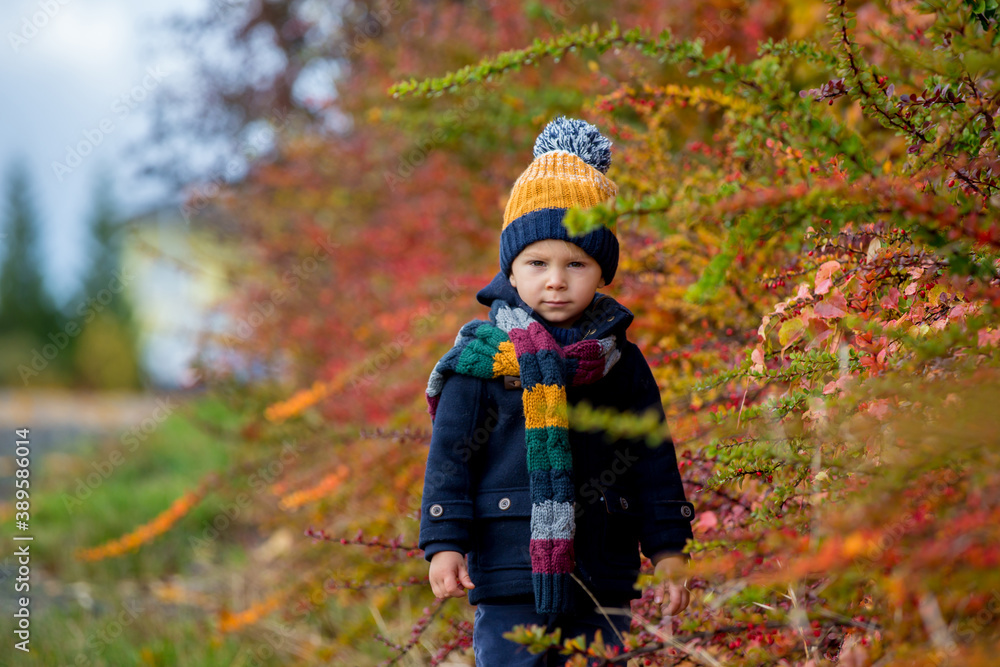 Sweet toddler blond child, cute boy, playing in autumn park with colofrul trees and bushes Sweet toddler blond child, cute boy, playing in autumn park with colofrul trees and bushes