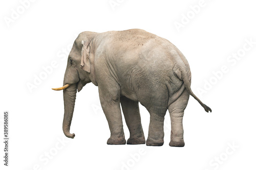 Photography Male of an asian wild elephant isolated on white background