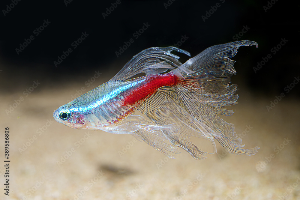 Long fin Neon Tetra (Paracheirodon innesi var.) ornamental fish created by human selection