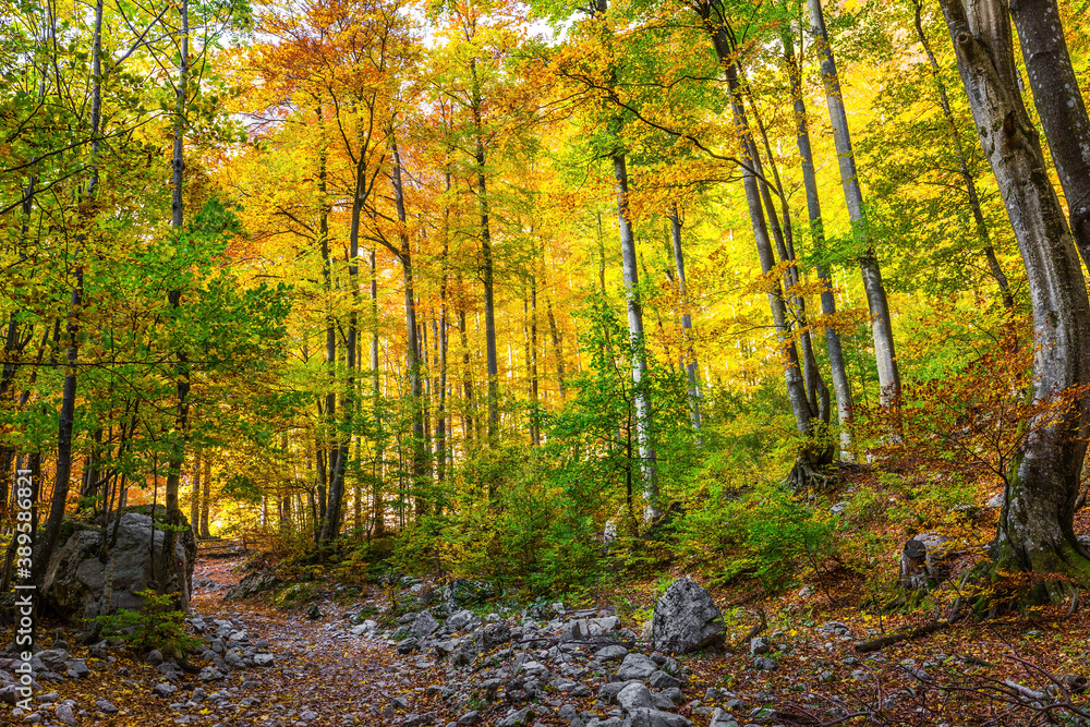  Path in the forest