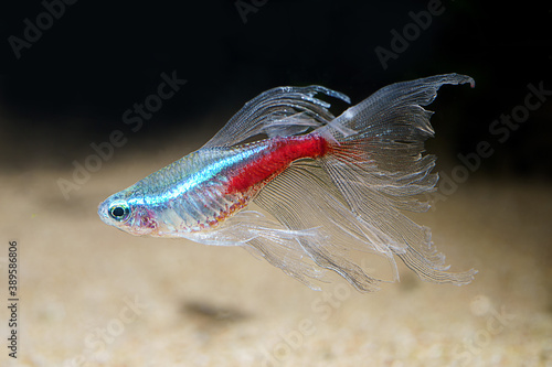 Long fin Neon Tetra (Paracheirodon innesi var.) ornamental fish created by human selection breeding photo