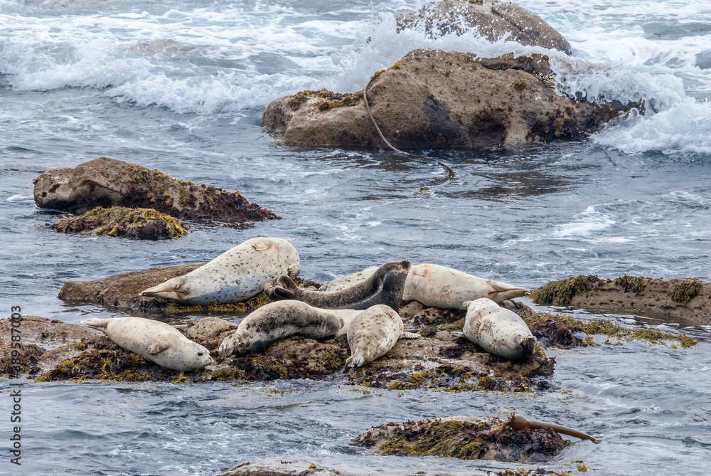 Naklejka premium Common Seal (Phoca vitulina) in Bodega Bay, California, USA