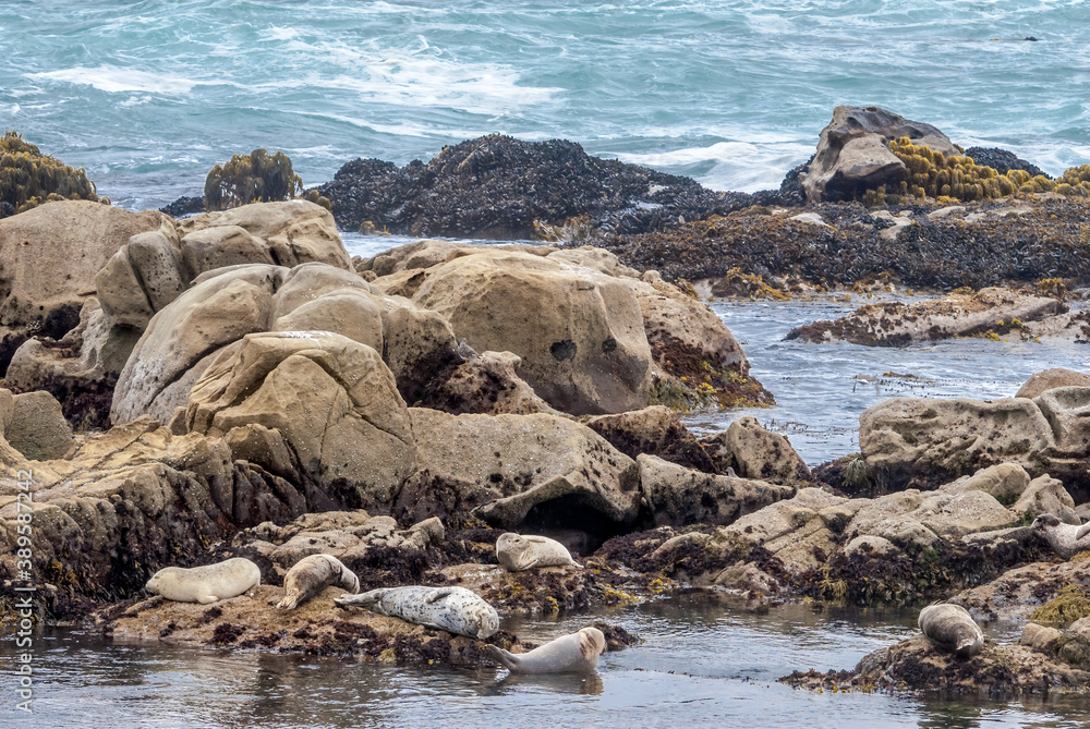 Common Seal (Phoca vitulina) in Bodega Bay, California, USA