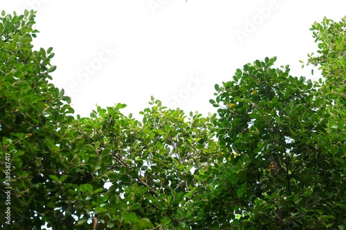 Tropical tree with leaves branches on white isolated background for green foliage backdrop  photo
