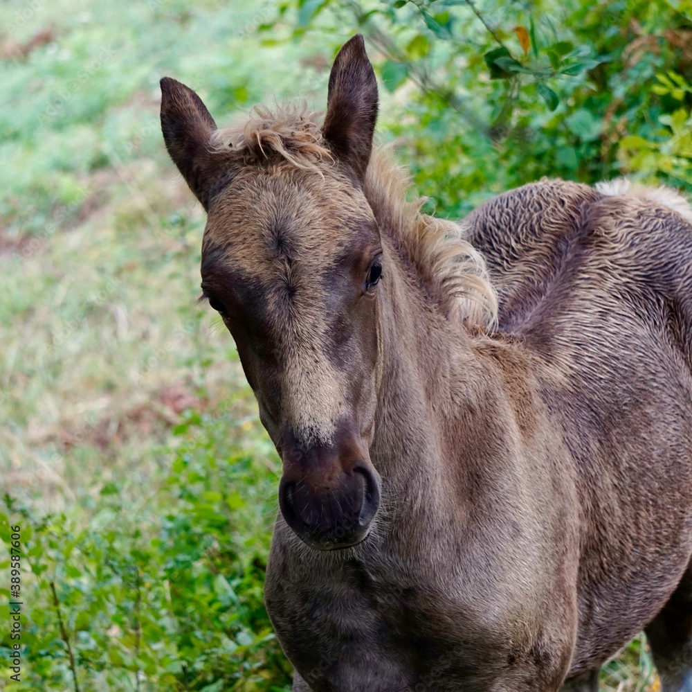 beautiful brown horse portrait in the mountain beautiful brown horse portrait in the mountain