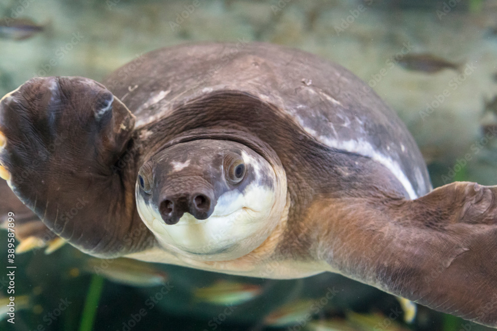 Obraz premium Swimming turtle