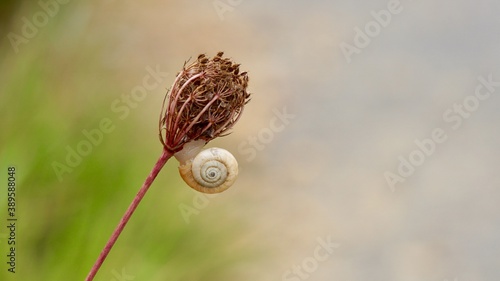 beautiful little snail on the flower in the nature in autumn season