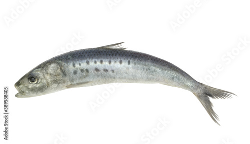 Sardine fish isolated on white background 
