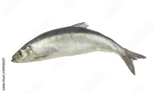 Herring fish isolated on white background 