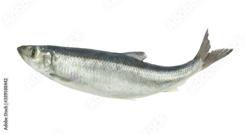 Raw herring fish isolated on white background 