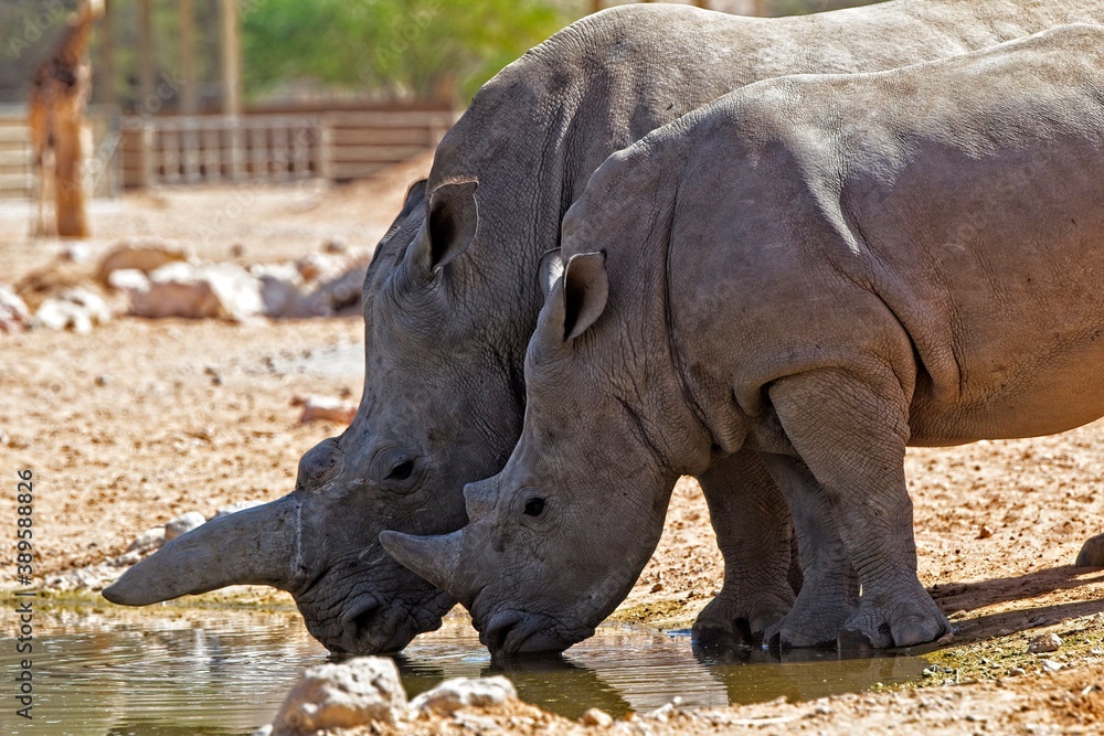 Fototapeta premium white rhino in zoo