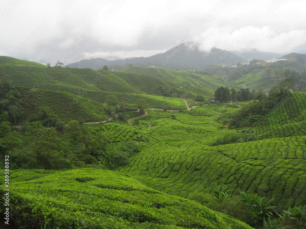 The flora and fauna of the jungles and forest of the Cameron Highlands in central Malaysia, Southeast Asia