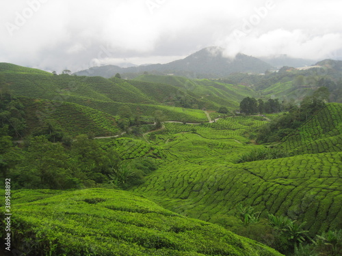The flora and fauna of the jungles and forest of the Cameron Highlands in central Malaysia, Southeast Asia