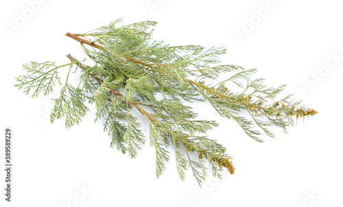 Artemisia arborescens  the tree wormwood isolated on white