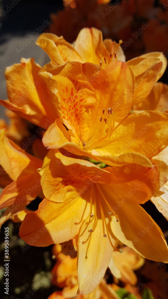 Beautiful orange azalea flower bush Beautiful orange azalea flower bush