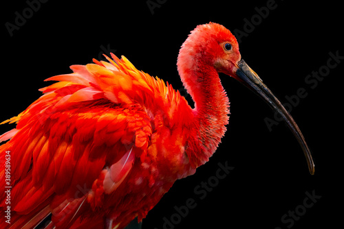 Canvas Print Ibis bird on black background