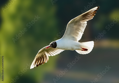 Flying seagull © Katrine