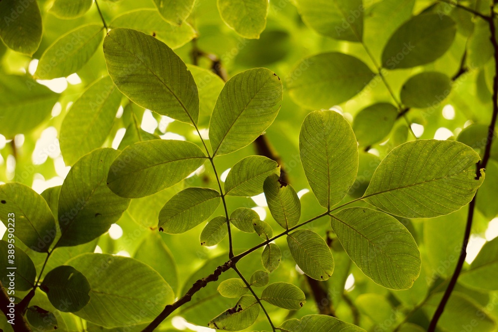 green tree leaves in autumn season, green background green tree leaves in autumn season, green background