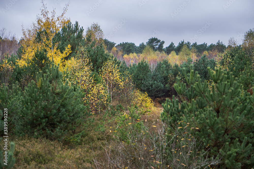 Autumn landscape with birches and small pines.
