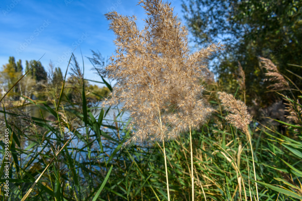 grass and reeds