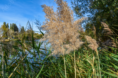 grass and reeds