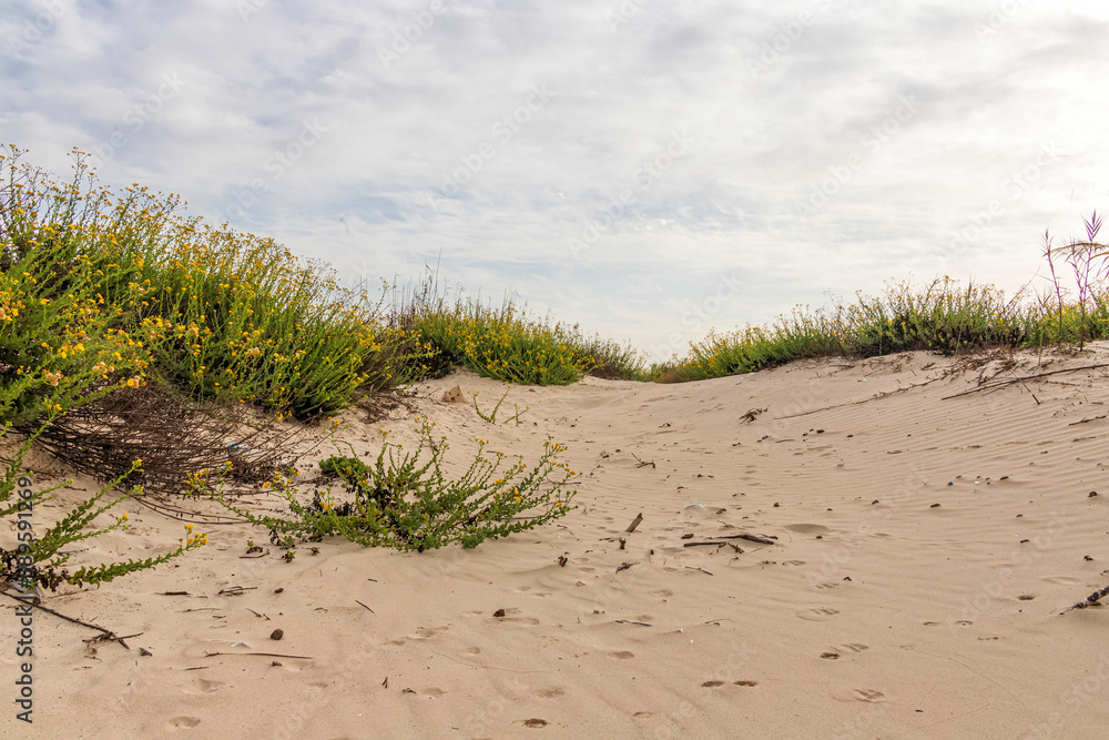 Sand dunes with yellow flowers growing on them. Mediterranean coast. Israel Sand dunes with yellow flowers growing on them. Mediterranean coast. Israel