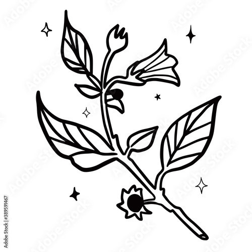 Hand drawn vector isolated belladonna plant. Black outline illustration of magic herbs. Witchcraft aesthetic tools.