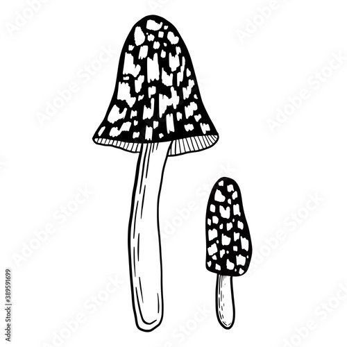 Hand drawn vector isolated poisoned mushrooms. Black outline illustration of magic mushrooms. Witchcraft aesthetic tools. Magpie cap mushrooms.
