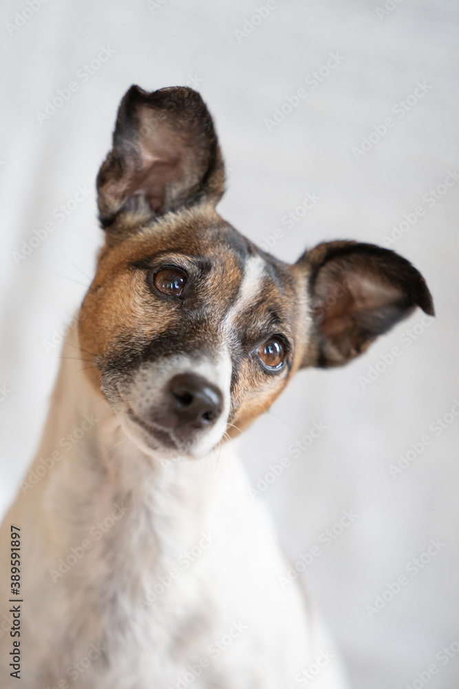 Brown, black and white older Jack Russell Terrier on a chair , half body