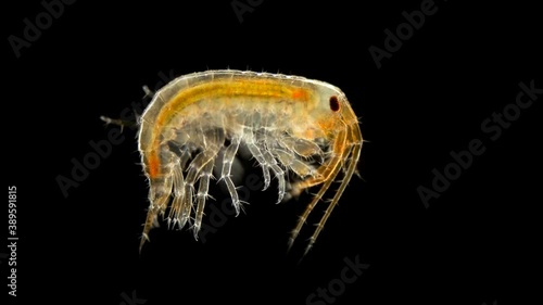 Amphipoda Eulimnogammarus sp. under the microscope. Malacostraca Class. Endemic species, inhabits Lake Baikal photo